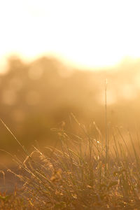 Close-up of grass on field against sky during sunset