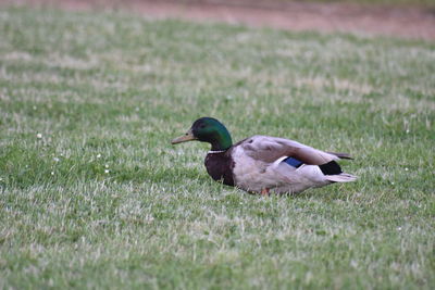 Birds on grassy field