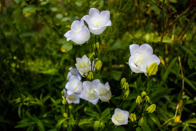 Close-up of white flowering plant on field