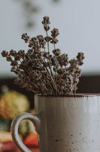 Close-up of potted plant