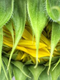 Full frame shot of yellow flower