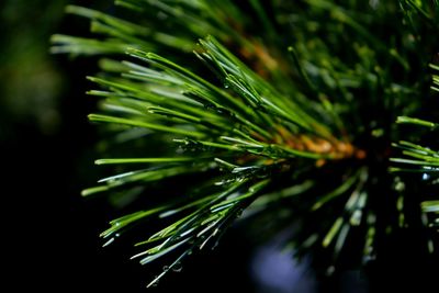 Close-up of raindrops on pine tree