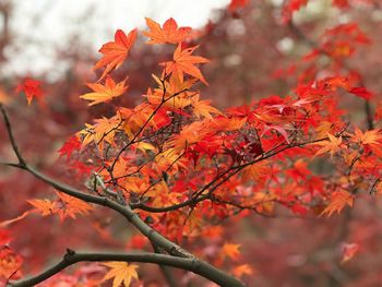 Close-up of maple tree during autumn