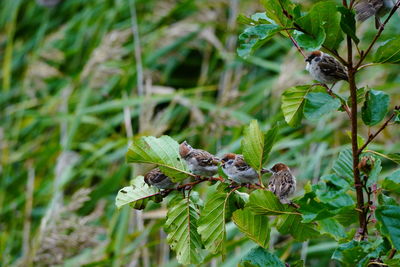 Close-up of a bird on plant