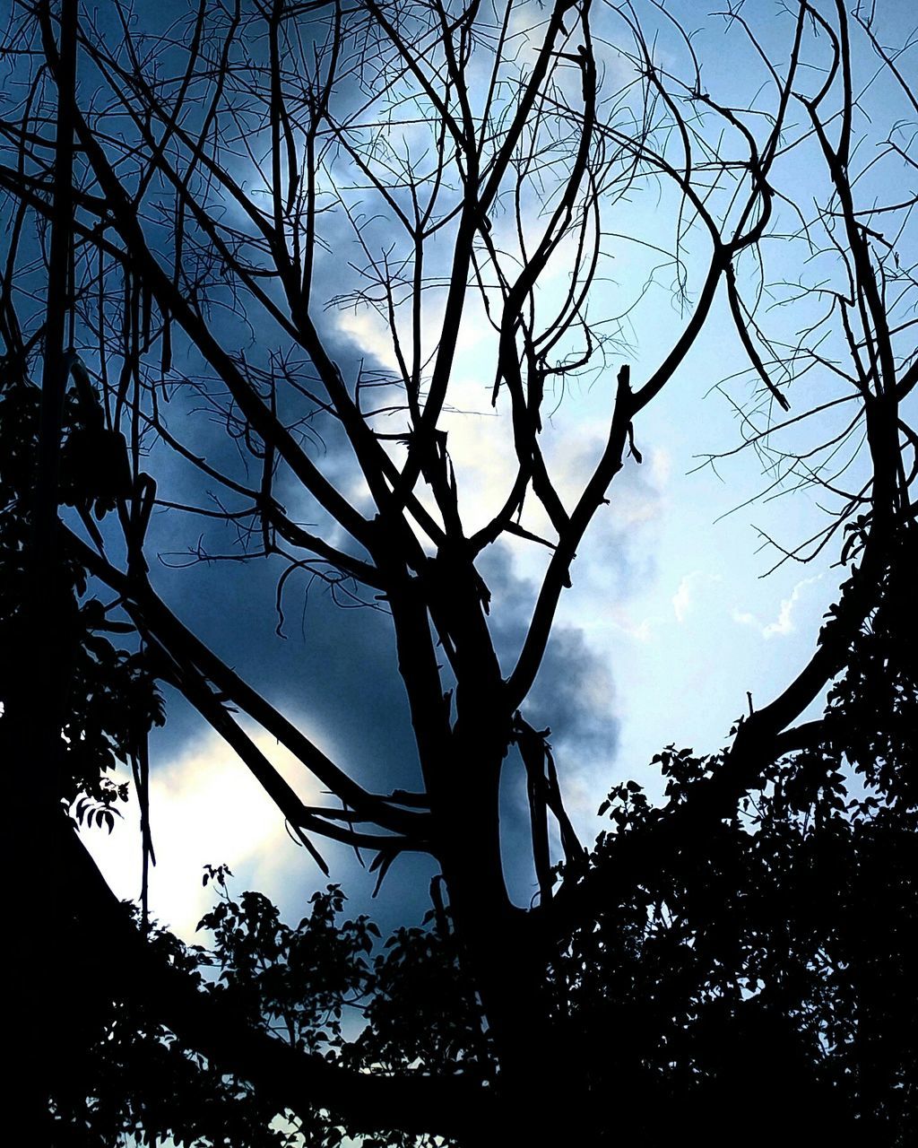 low angle view, bare tree, branch, silhouette, sky, tree, nature, cloud - sky, tranquility, beauty in nature, scenics, cloud, sunset, tranquil scene, outdoors, blue, no people, dusk, tree trunk, growth