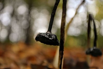 Close-up of plant in forest