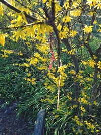 Yellow flowering plants and trees in sunlight