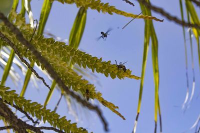 Low angle view of plants growing against sky