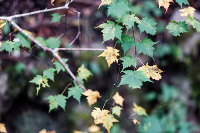 Close-up of autumnal leaves on tree