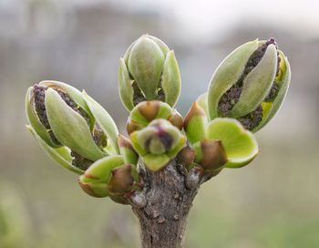 Close-up of fresh green plant