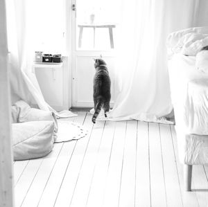 Rear view of cat standing on its rear legs  looking out the window from the bedroom floor