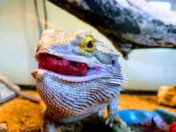 Close-up of lizard