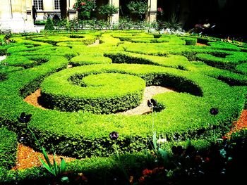 Plants growing on grassy field