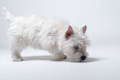 Close-up of a dog over white background