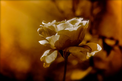 Close-up of yellow rose blooming outdoors