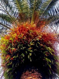 Close-up of palm tree against sky