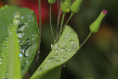 Close-up of raindrops on leaves