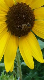 Close-up of bee pollinating on yellow flower