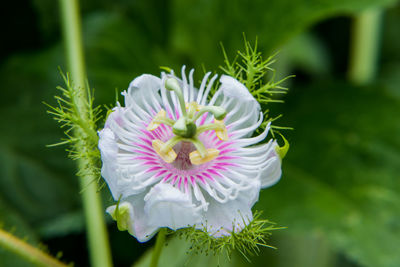 Close-up of white flowering plant