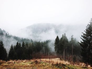 Trees in foggy weather