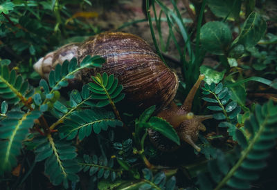 Close-up of snail on plant