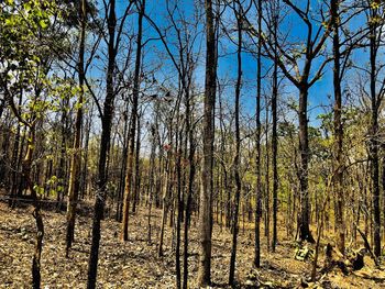 Panoramic shot of trees growing on field against sky
