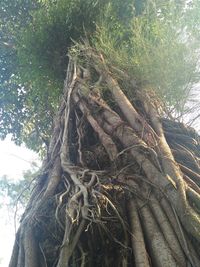 Low angle view of tree roots in forest