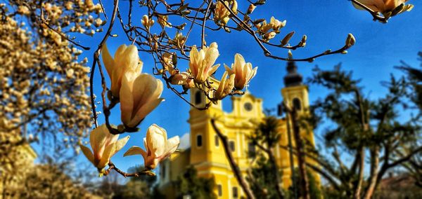 Low angle view of flowering plant against sky