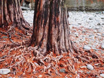 Close-up of tree trunk during winter