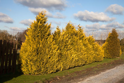 Yellow plants growing on field against sky during autumn