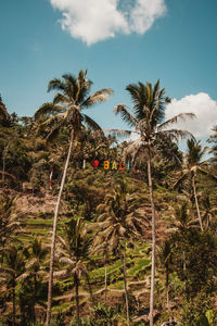 Palm trees against sky