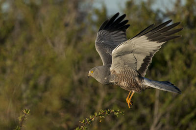 Close-up of bird flying