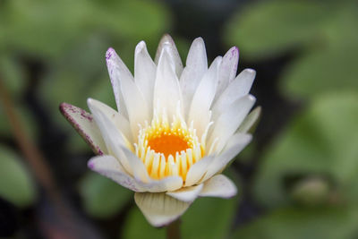 Close-up of white flower