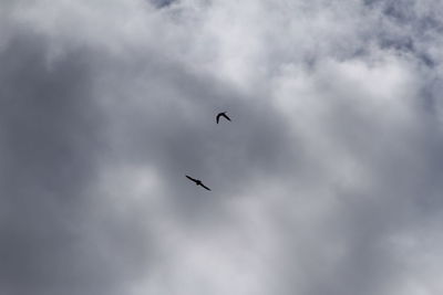 Low angle view of birds flying in sky