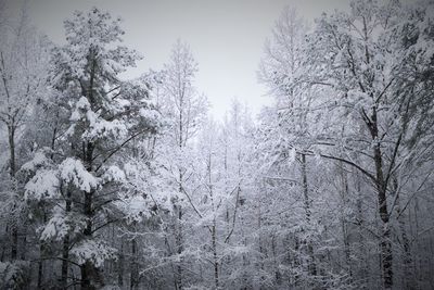 Snow covered bare trees in forest