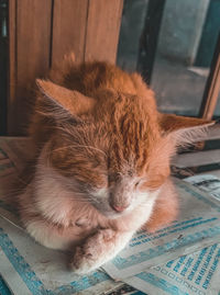 Close-up of cat sleeping at home