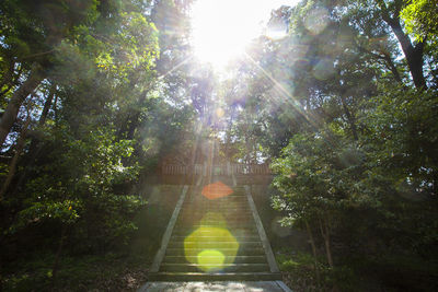 Sunlight streaming through trees