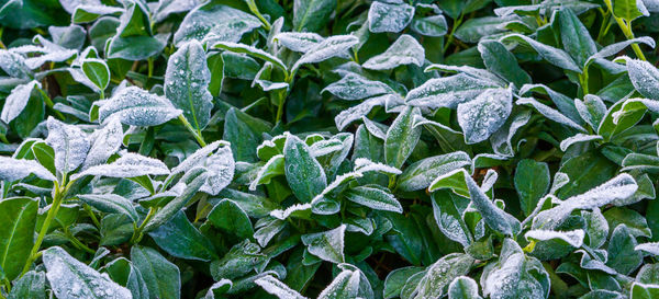 Close-up of frozen leaves on plant during winter