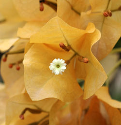 Close-up of yellow flowering plant leaves