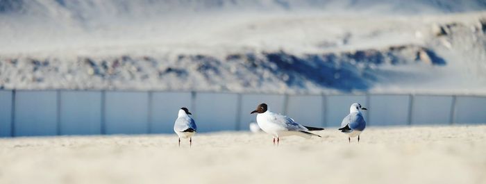 Seagulls perching on a beach