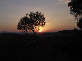 Silhouette of trees at sunset