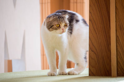 Portrait of a cat looking away