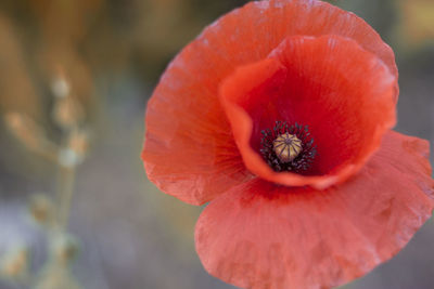 Close-up of red poppy flower