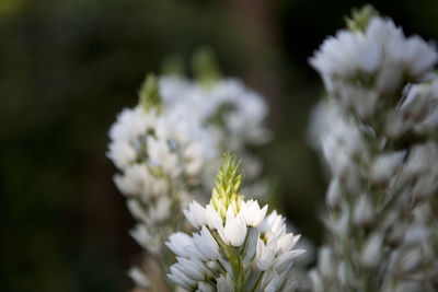 Close-up of white daisy flowers