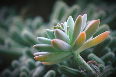 Close-up of succulent plant