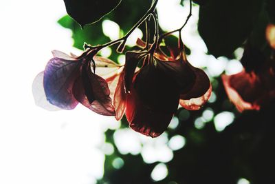 Close-up of flowers