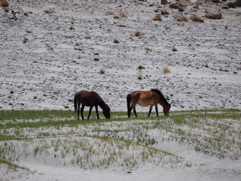 Horses in a field