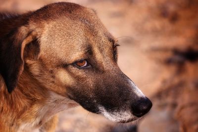 Close-up of a dog looking away