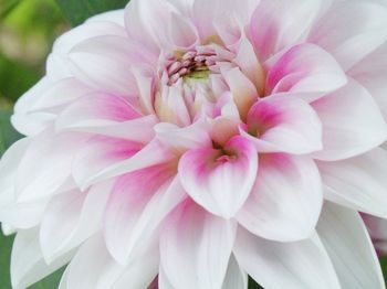 Close-up of pink flower blooming outdoors