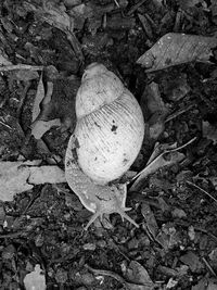 Close-up high angle view of lizard